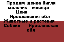 Продам щенка бигля(мальчик 3 месяца) › Цена ­ 30 000 - Ярославская обл. Животные и растения » Собаки   . Ярославская обл.